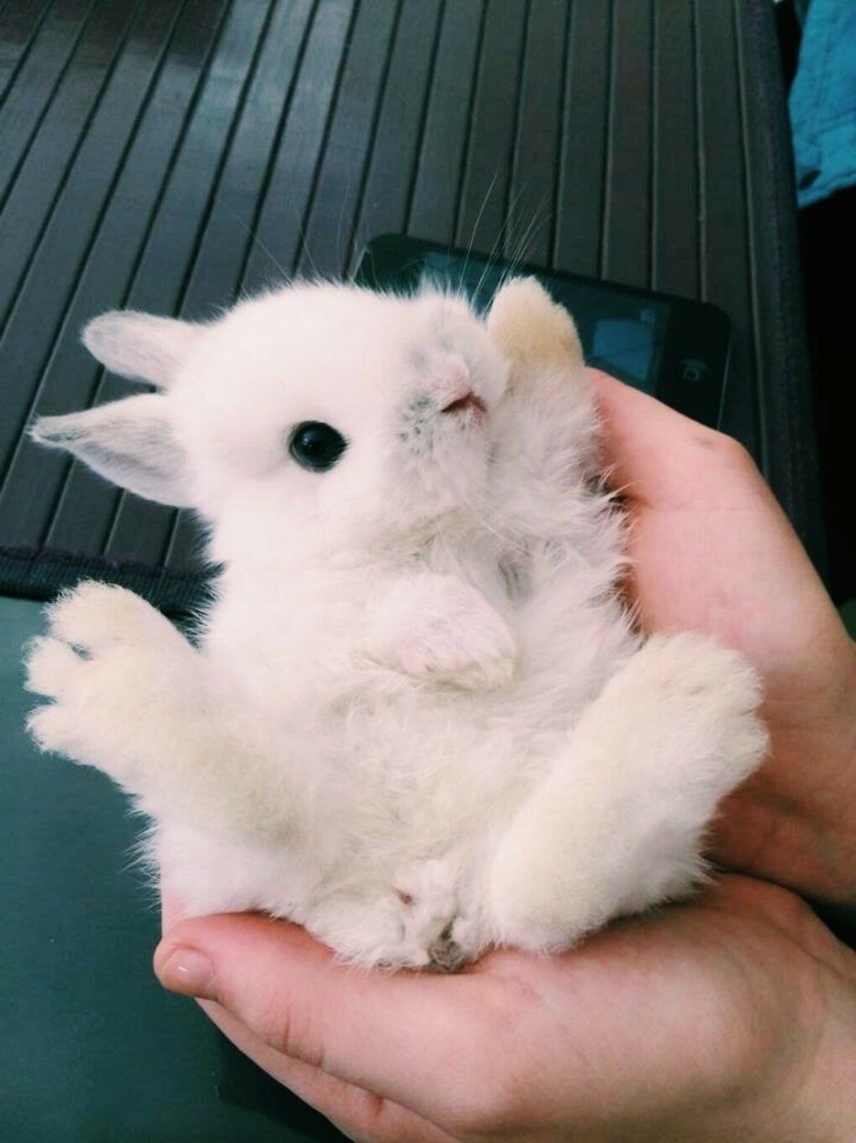 Наоми Лорд Пингвин
