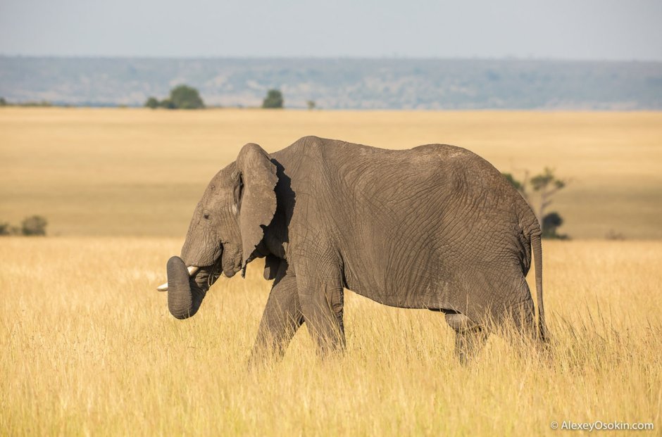 Elephant Family