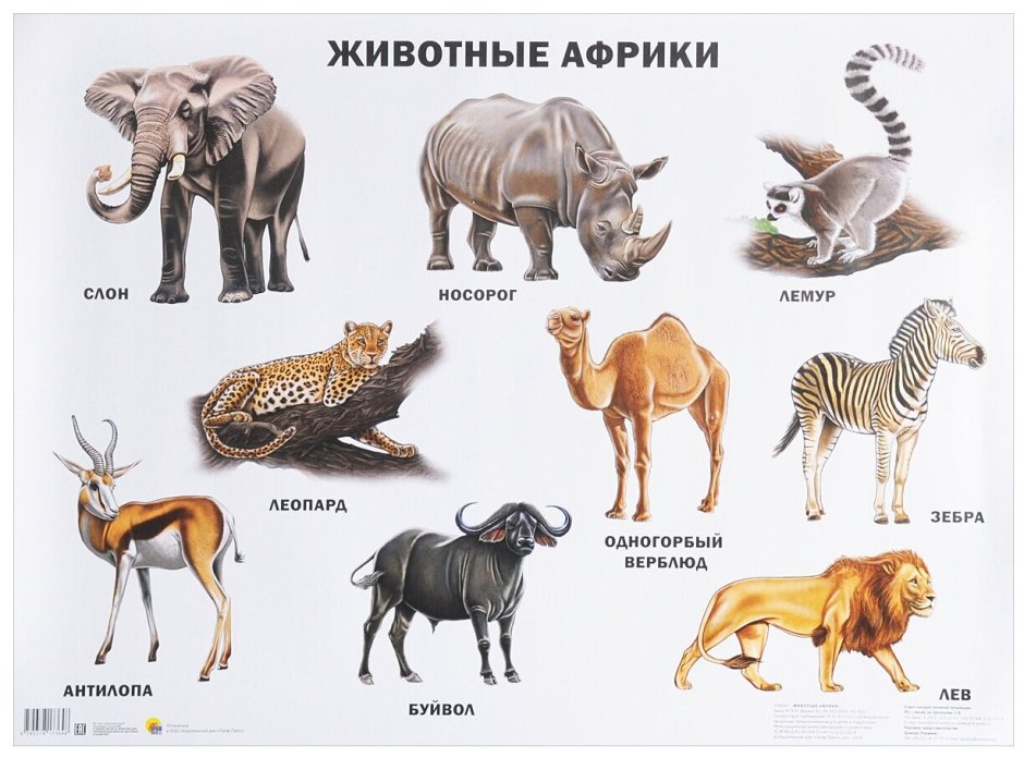 Животные Африки (с наклейками)