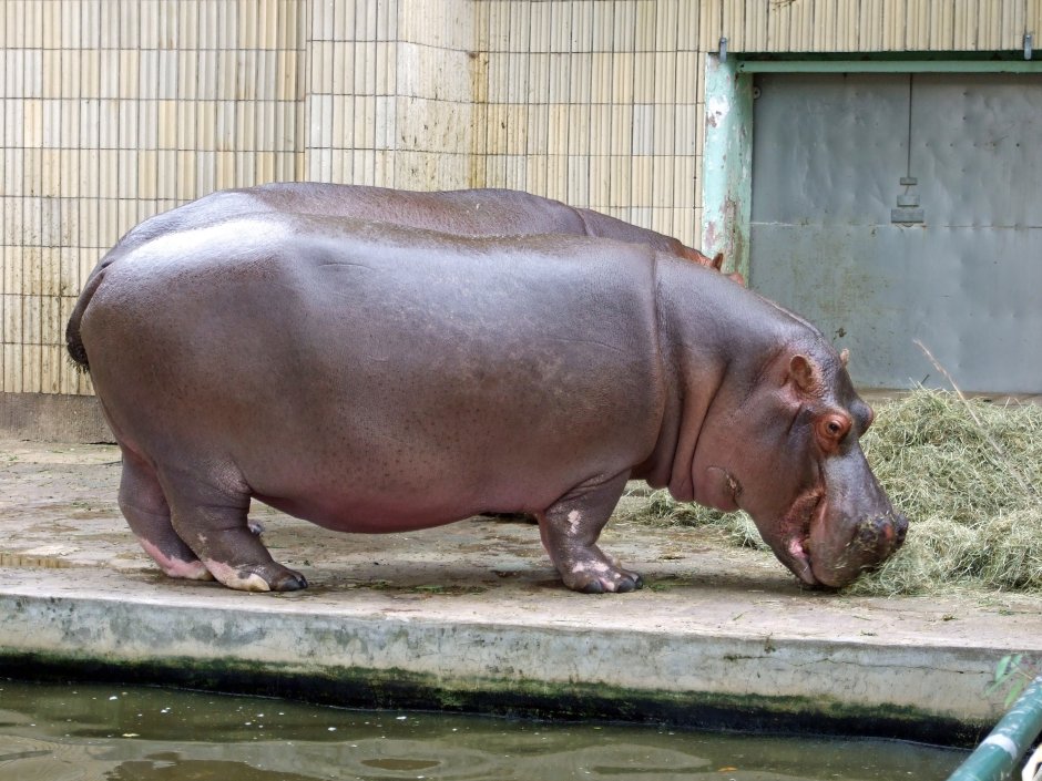 Hippopotamus amphibius
