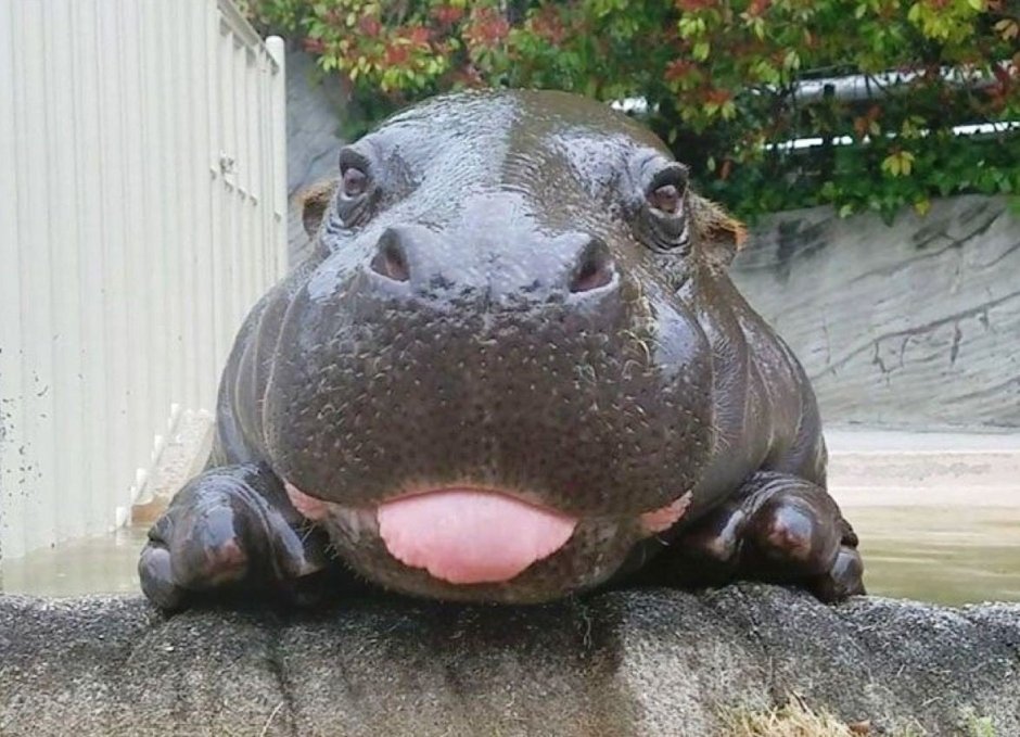 Бегемот Hippo