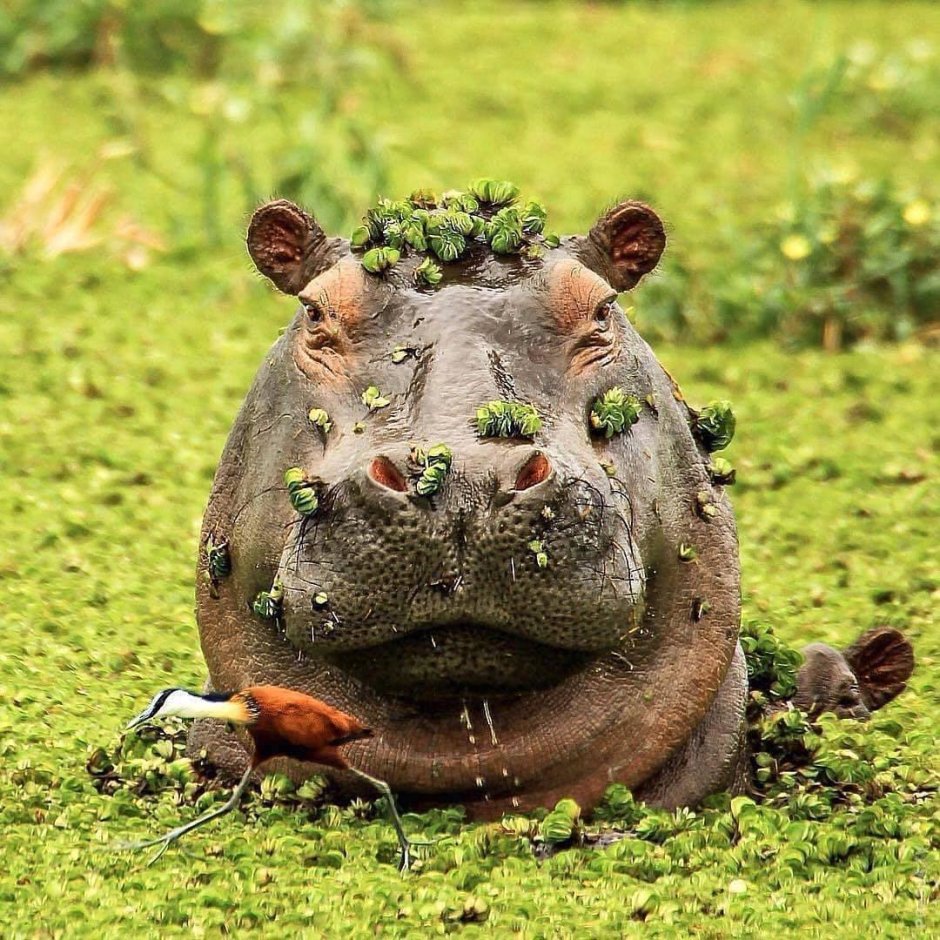 Vore Бегемоты Глория