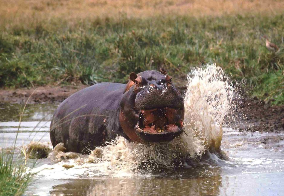 Hexaprotodon liberiensis