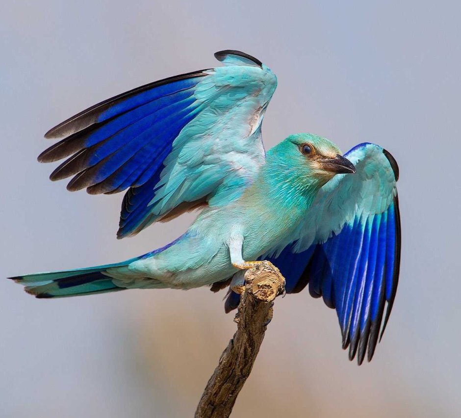 Обыкновенная сизоворонка Coracias garrulus