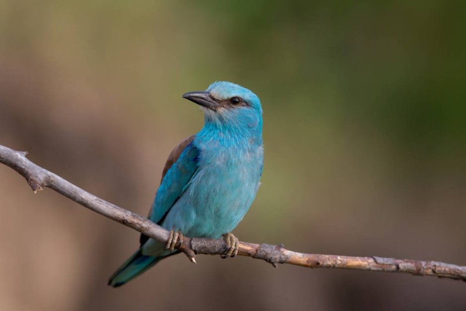 Обыкновенная сизоворонка Coracias garrulus