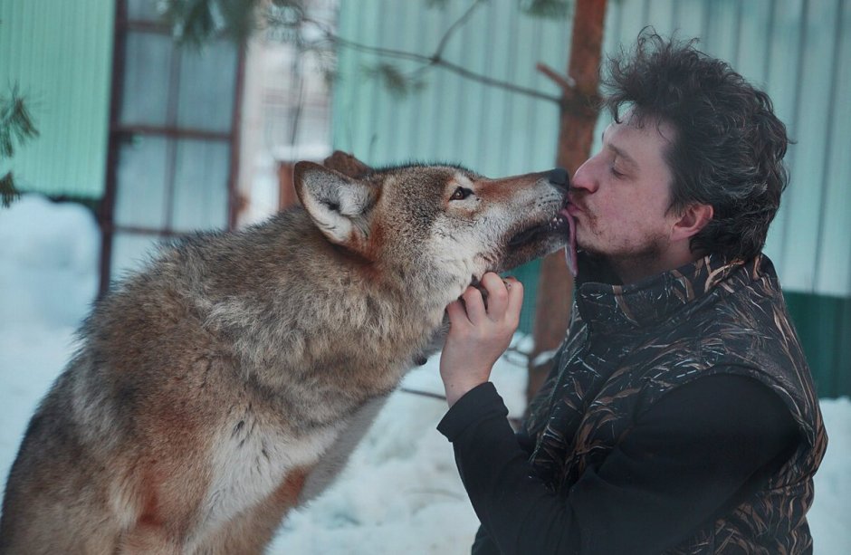 Чертог волка приют для Волков