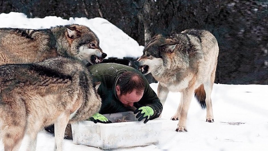 Вожак стаи Альфа волк