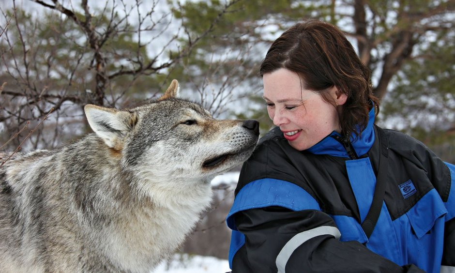 Полярный волк приручить