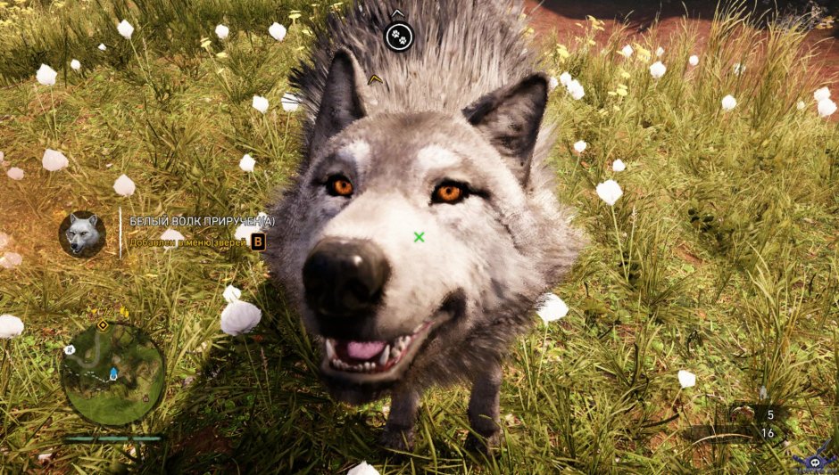 Прирученный волк от первого лица