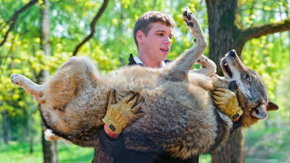 Ручной волк