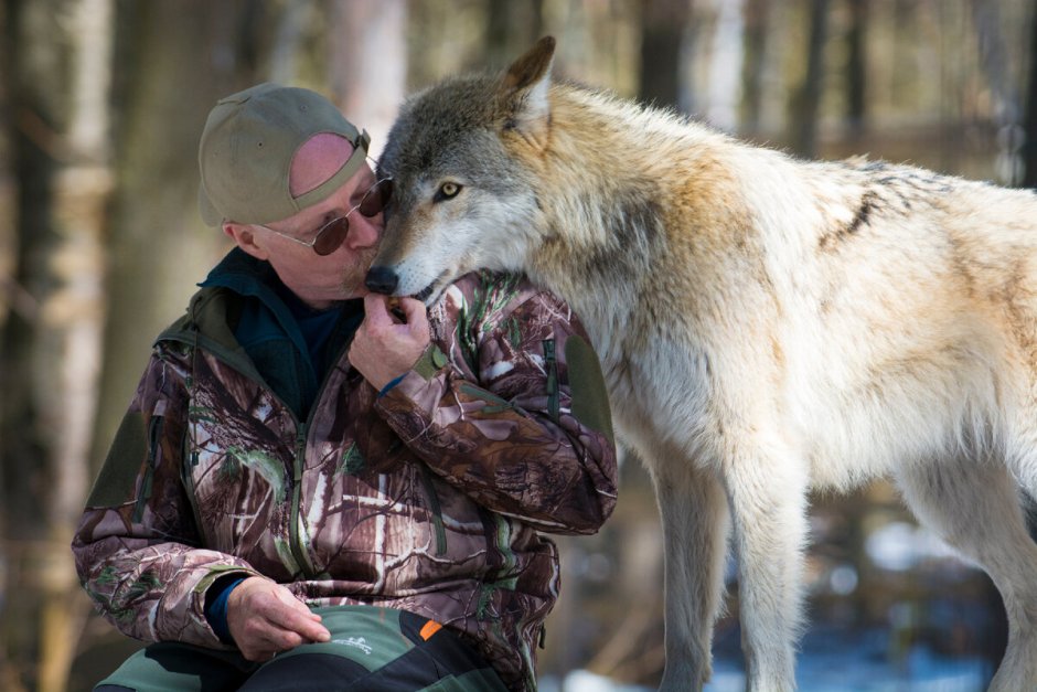 Волкособы оскал