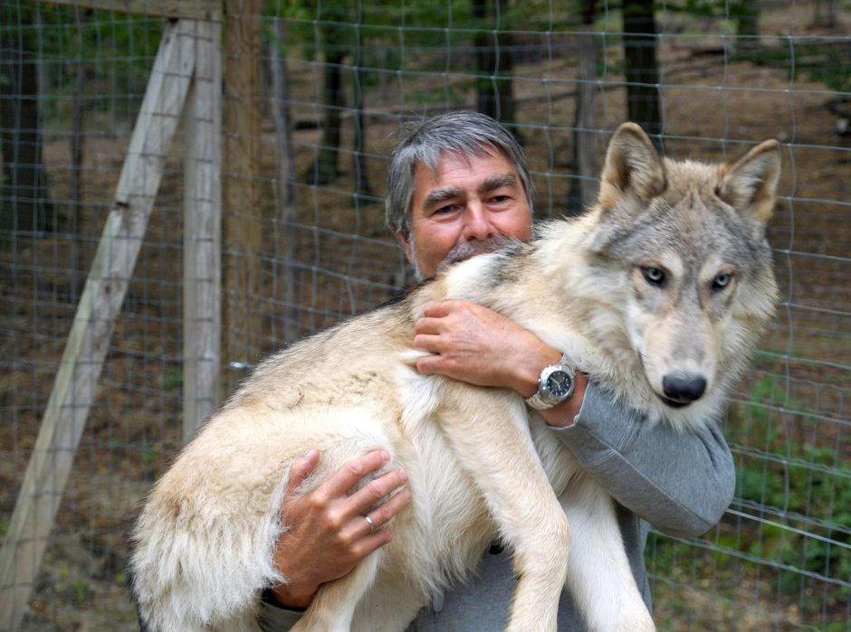 Прирученный волк