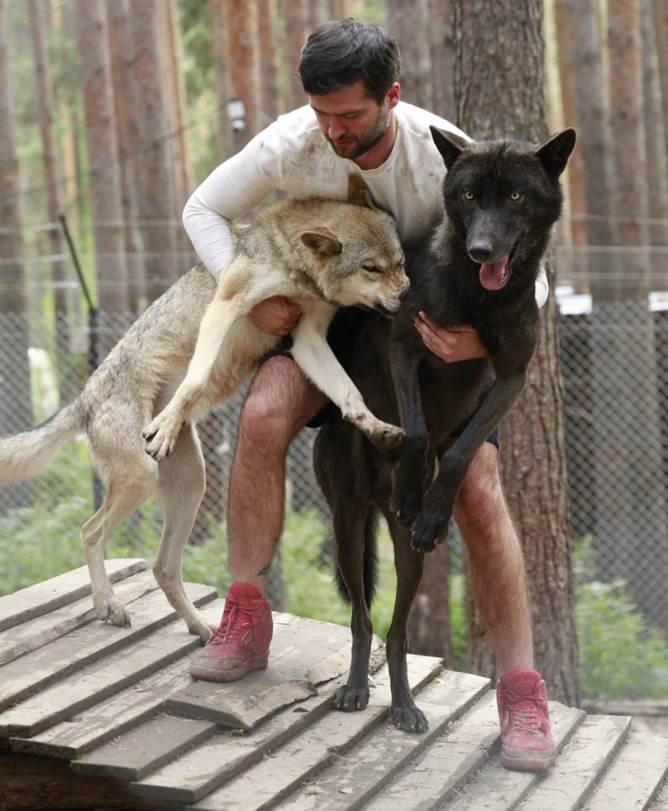 Одомашненный волк