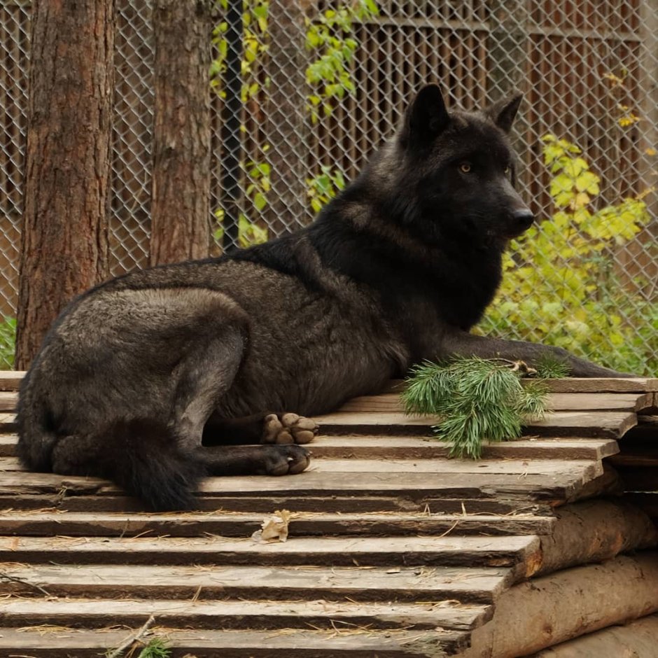 Волк в Сибири