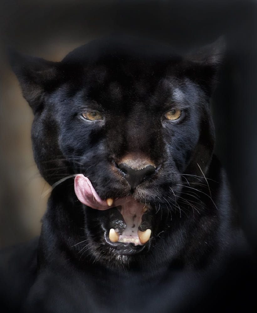 Черный Ягуар оскал