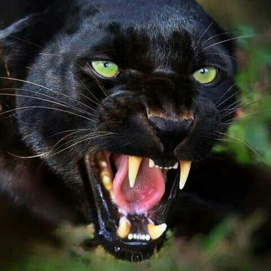 Бегущая черная Пума