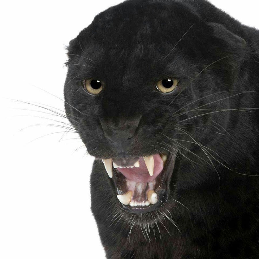 Пантера клыки