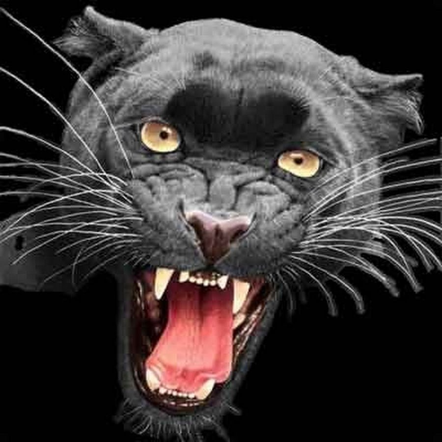 Лиловая пантера