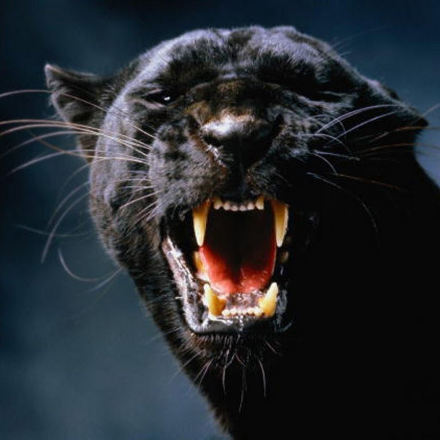 Оскал пантеры