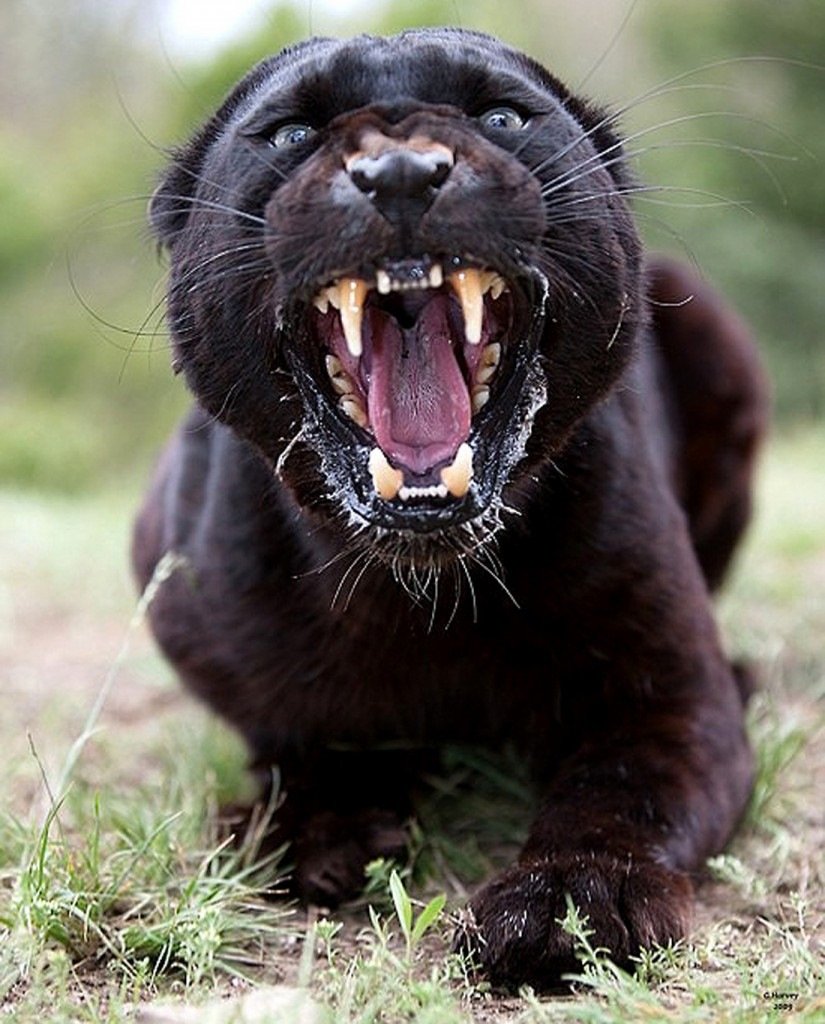 Черная пантера оскал