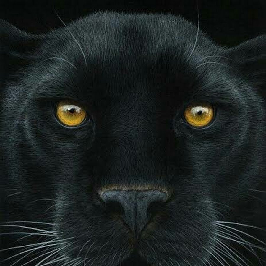 Лицо пантеры