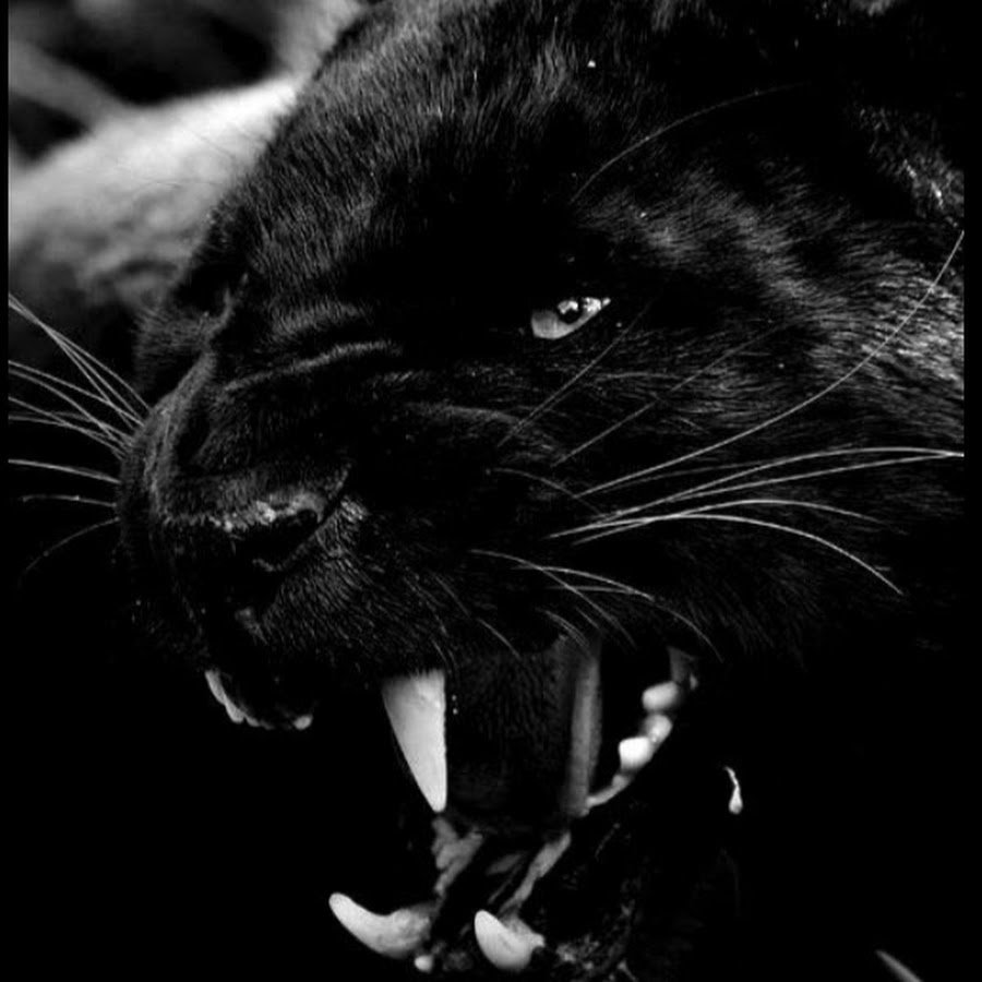 Оскал пантеры