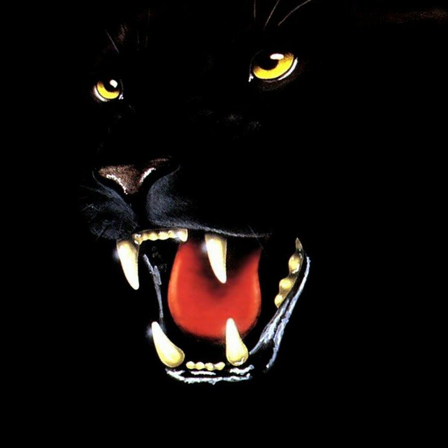 Оскал пантеры