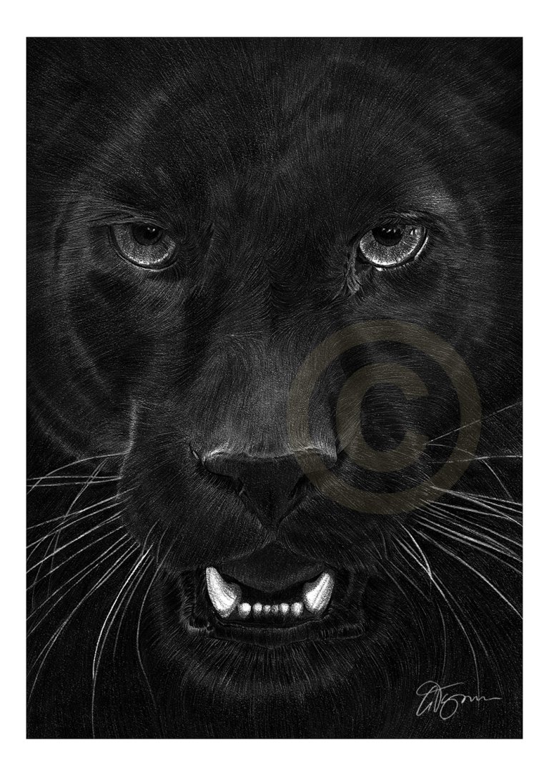 Черная львица