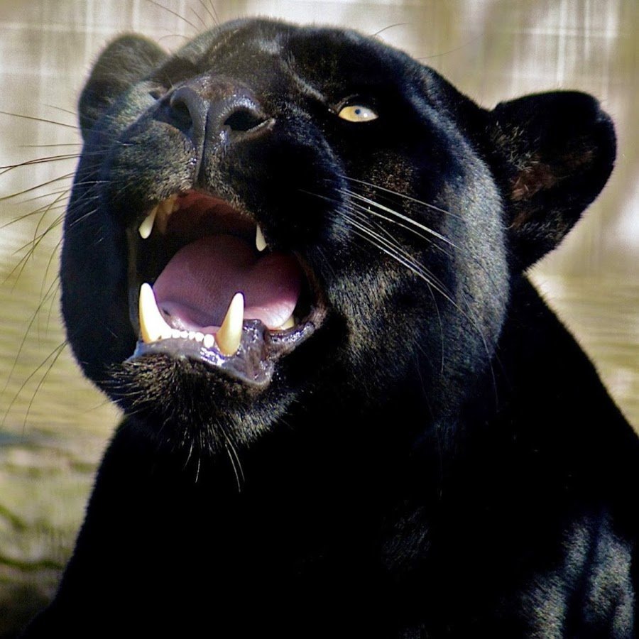 Пасть пантеры