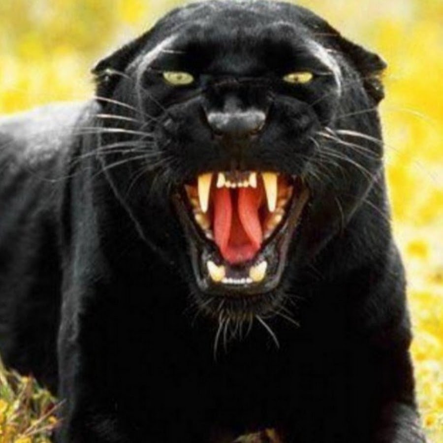 Оскал пантеры