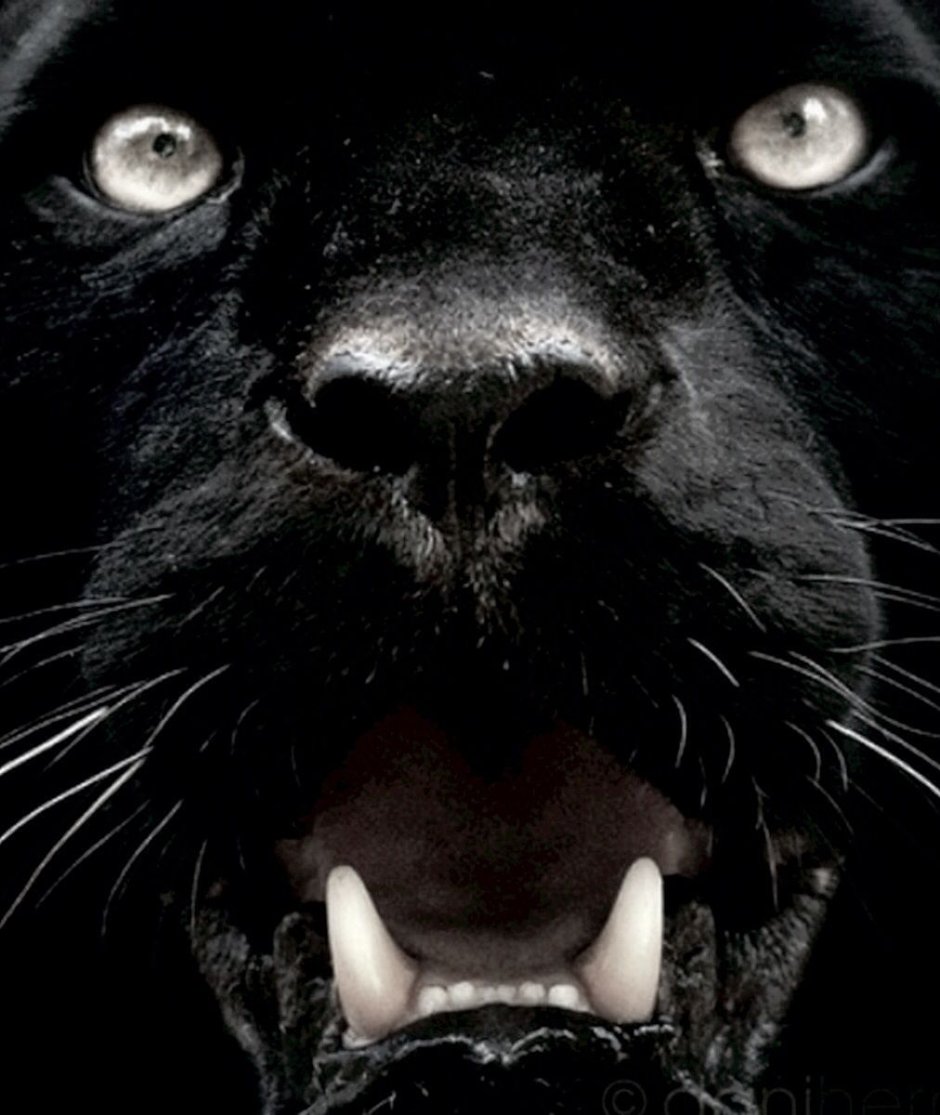 Пантера Шварцера» (2014; черная пантера )