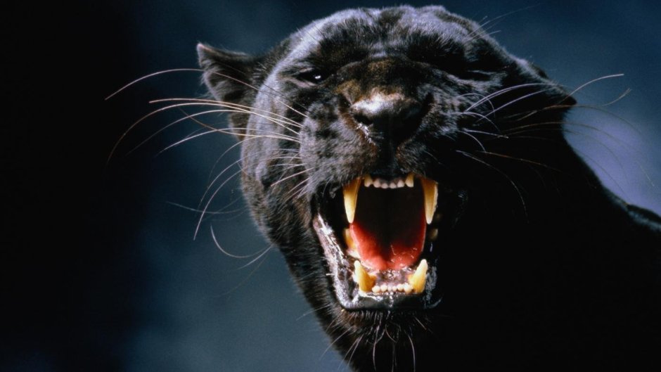 Пасть пантеры