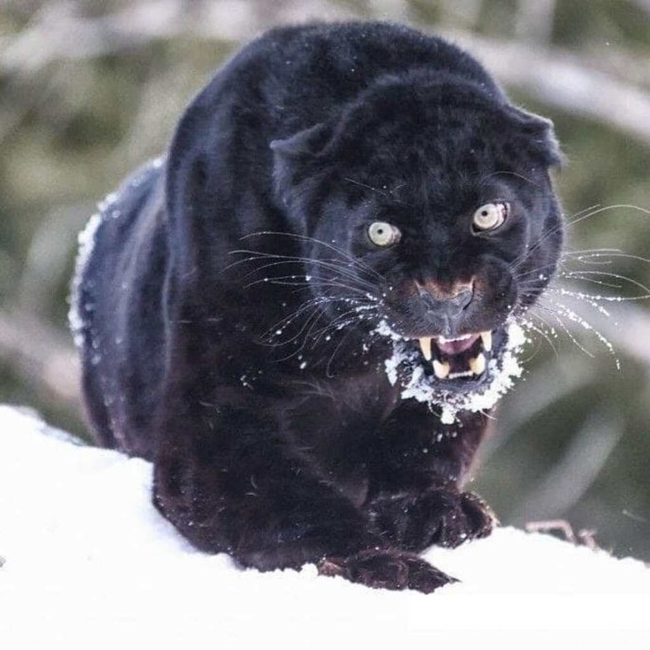 Злая пантера