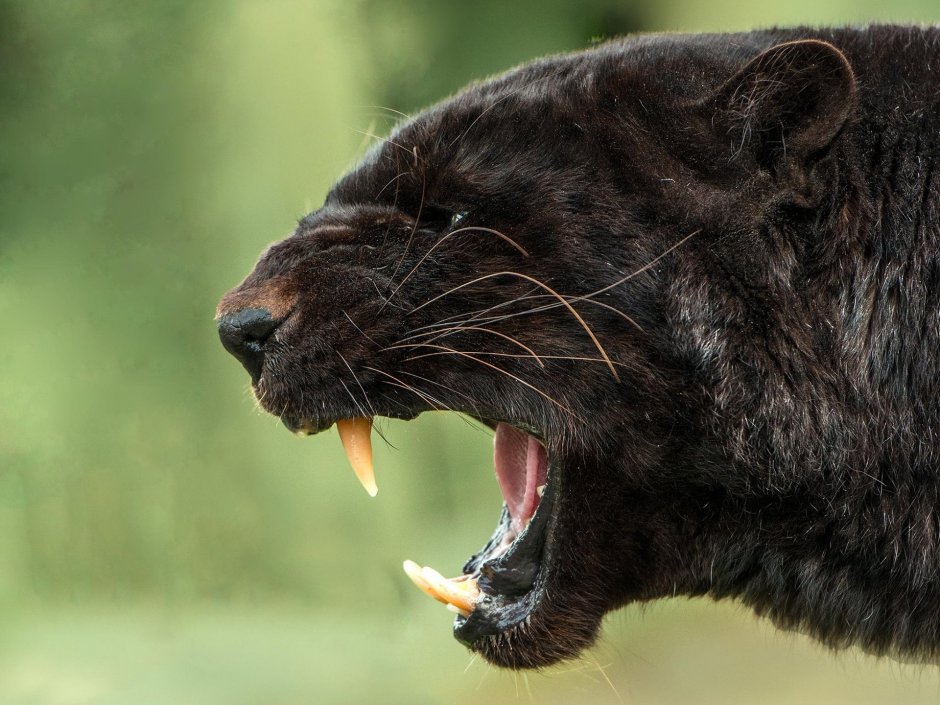 Ягуар морда оскал