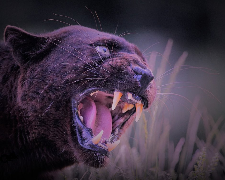 Пантера, оскал пантеры