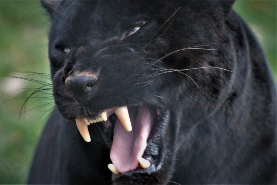 Черная пантера рычит