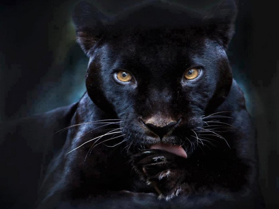 Пантера улыбается