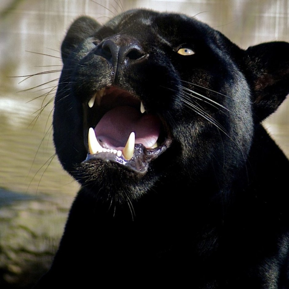 Мужская футболка 3d пантера XL