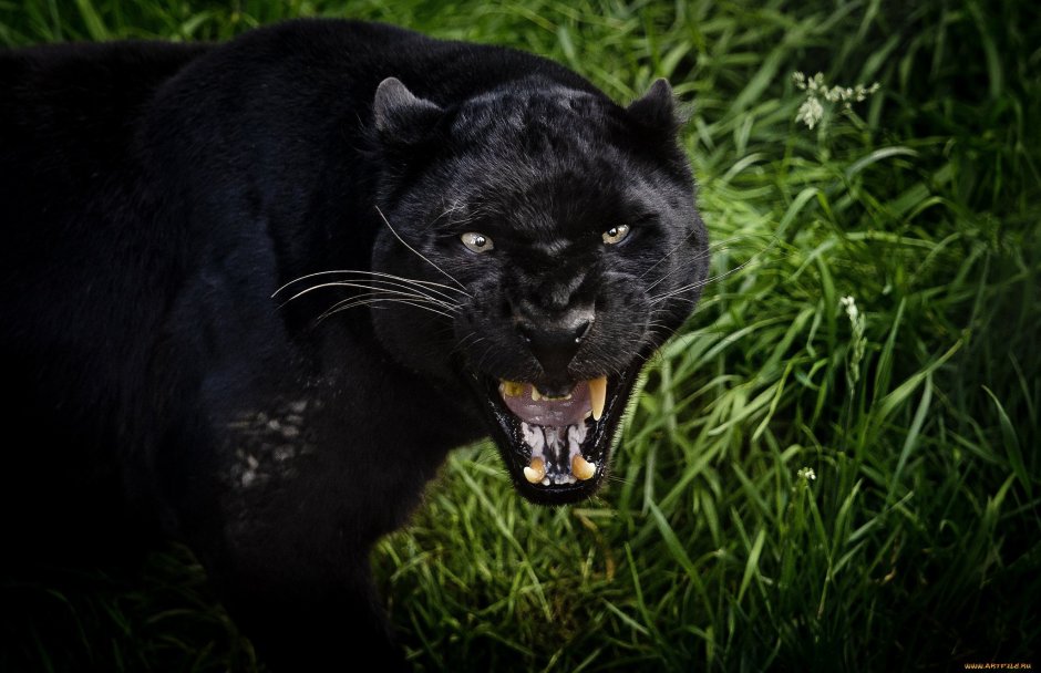 Оскал пантеры