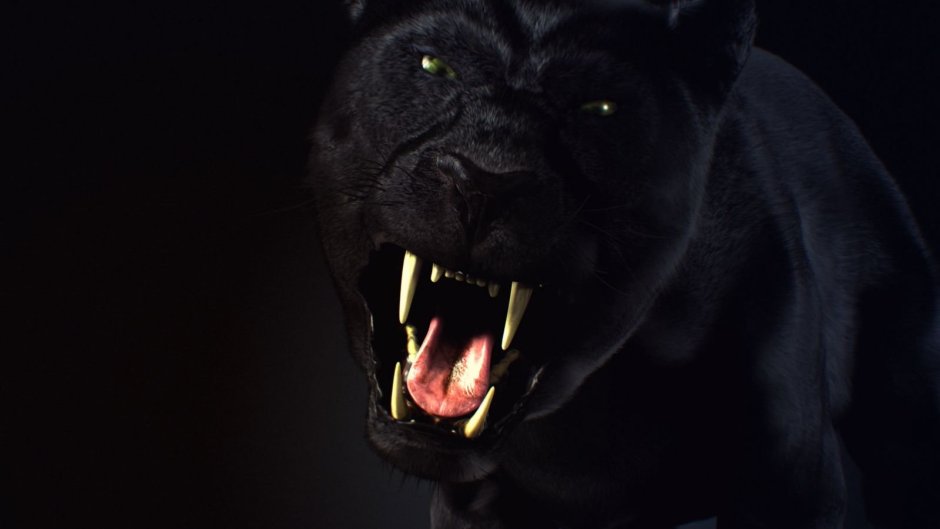 Пантера в норе