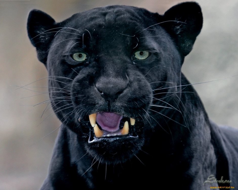 Пантера рычит