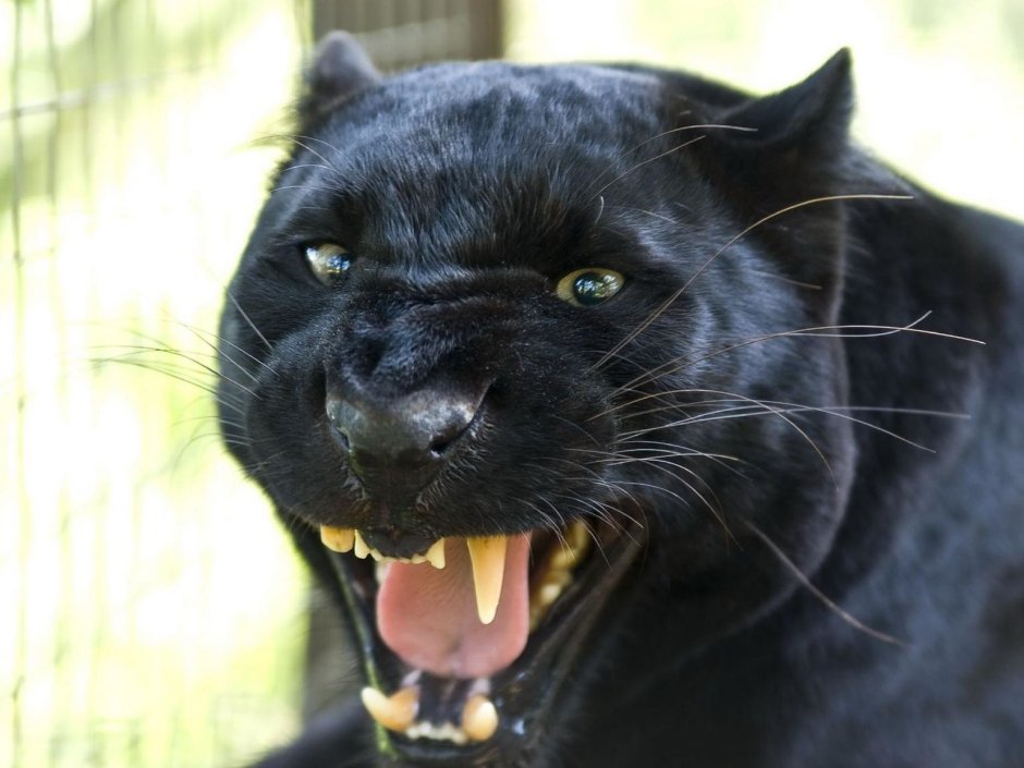 Пантера с голубыми глазами