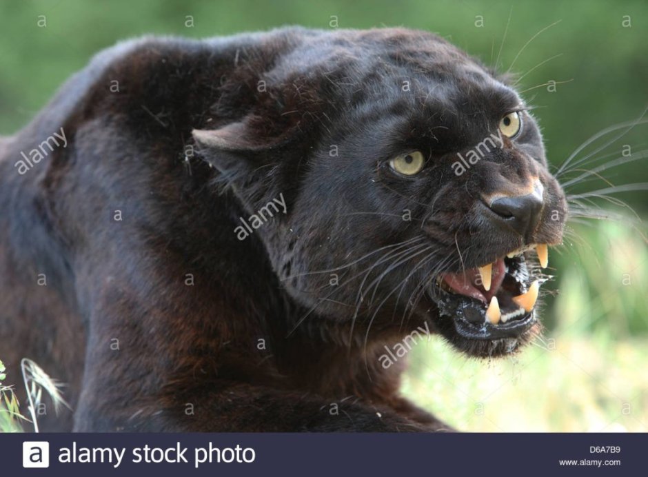 Питбуль черный