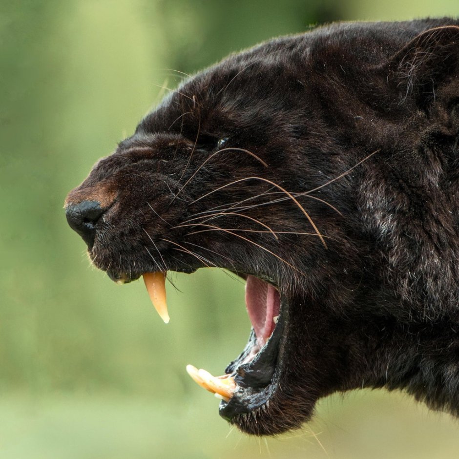 Черный Ягуар оскал