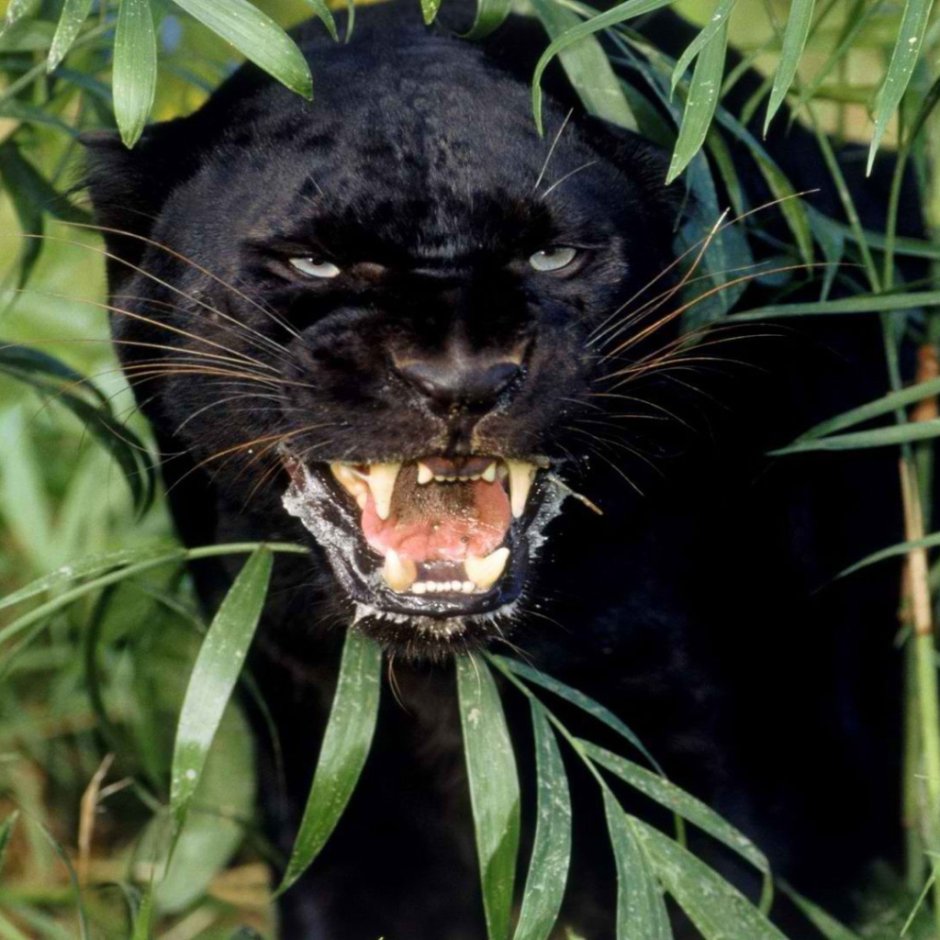 Чёрный Ягуар с красным глазами