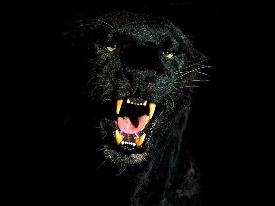 Черная пантера оскал