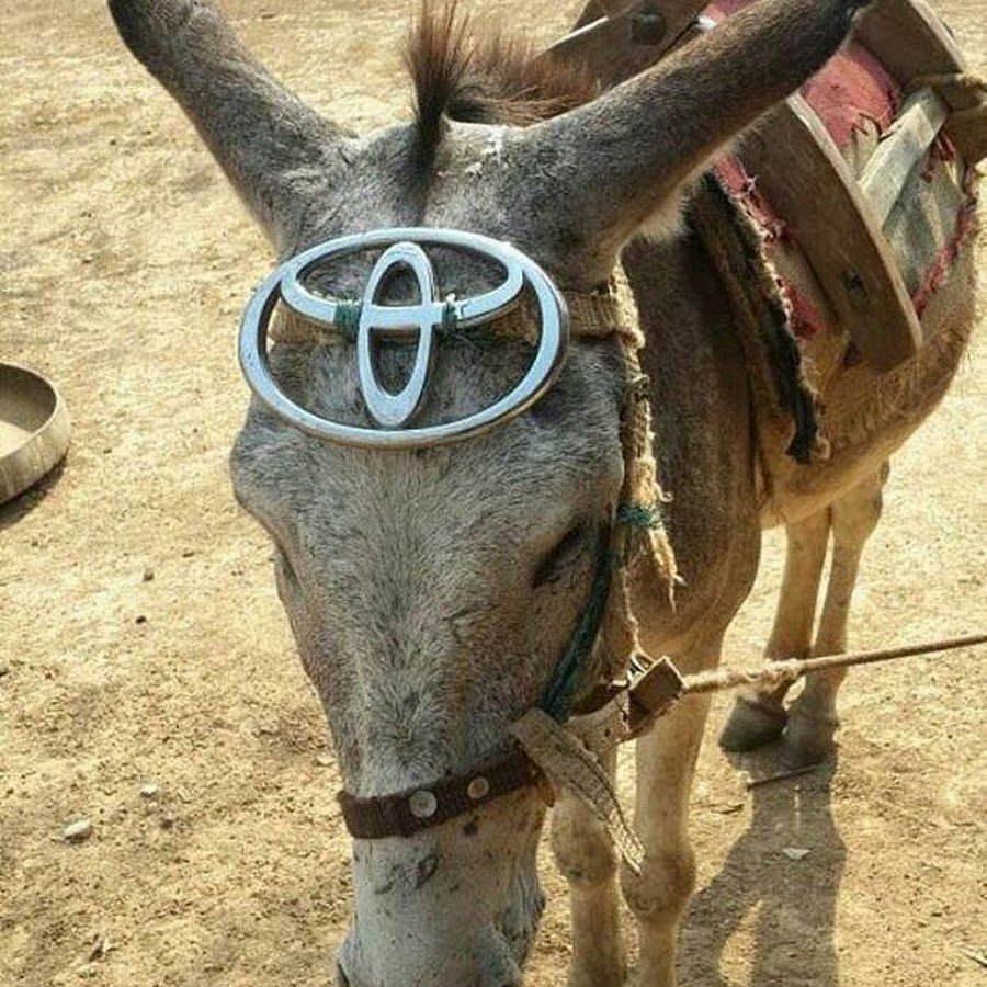 Ишак прикол