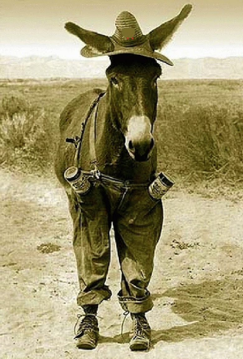 Ослы на фоне гор