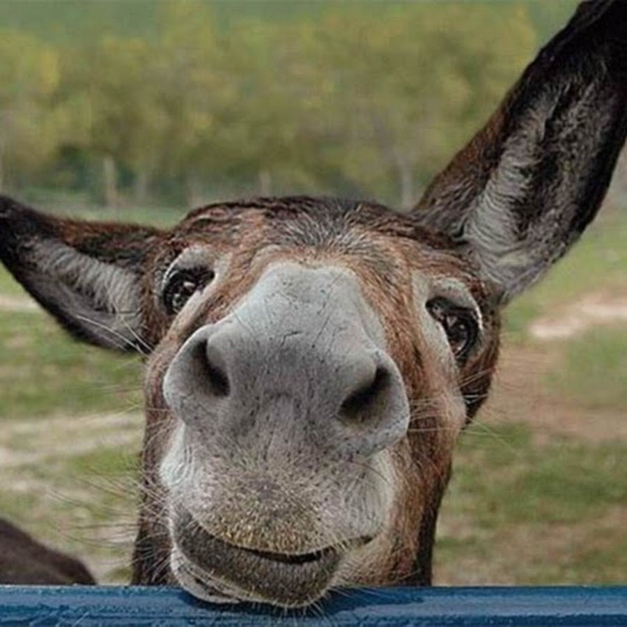 Ослиная морда