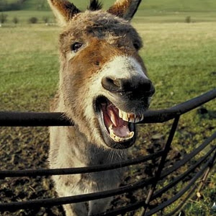 Ишак карабахский